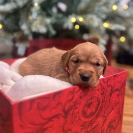 Joy - Dark golden female Golden Retriever puppy in Provo, Utah from Rocky Mountain Field Goldens