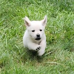 Labrador Retriever Puppies from The Labradors of Sycamore Farms