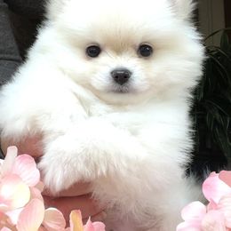 Pomeranian Puppies from Bon Bon Poms