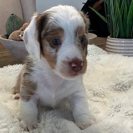 Adrian - Dapple male Dachshund puppy in Menifee, California from Dachshunds in SoCal