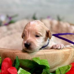 Fin (purple) - Apricot male Goldendoodle puppy in Haltom City, Texas from Ohana Doodles