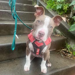 American Bully Puppies from Night Court Bullies