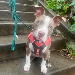 American Bully Puppies from Night Court Bullies