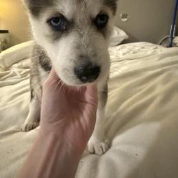 Siberian Husky Puppies from Riri’s Huskies
