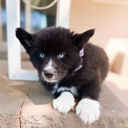 Honey - Black and white female Pomsky puppy in Cleveland, Ohio from Lake Point Pomskies