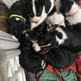Rat Terrier Puppies from The Puppy Patch Rat Terriers