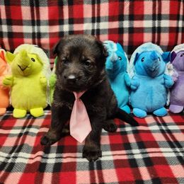 Light pink collar - Sable female German Shepherd puppy in Ramsey, Illinois from Haus-Farr German Shepherds