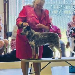 Australian Cattle Dog and French Bulldog Puppies from Sugarloaf French bulldogs and Australian cattle dogs