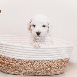Buzz - Cream male Goldendoodle puppy in Ohio from Hommel’s Mini Darling Doodles