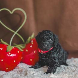 Rosie - Black female Poodle puppy in Midwest City, Oklahoma from Strawberry Hill Puppy Patch