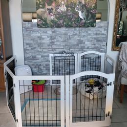 French Bulldog Puppies from Legends Frenchton's and French Bulldogs