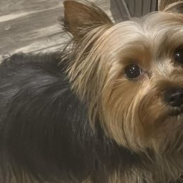 Yorkshire Terriers from Misty's Yorkies