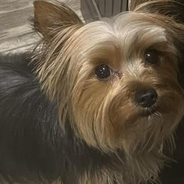 Yorkshire Terriers from Misty's Yorkies