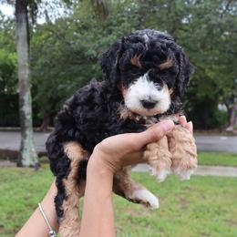 Rocky (Grey Collar) - Tri-color male Bernedoodle puppy in Palmetto Bay, Florida from SOMIDOODLES
