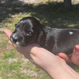 Dachshunds from Doxie Den