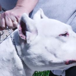 Saphira - Dogo Argentino