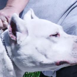 Saphira - Dogo Argentino