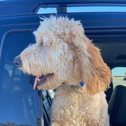 Madi - Goldendoodle