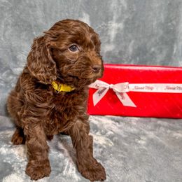 Merci - Chocolate female Australian Labradoodle puppy in Avon, Indiana from Forever Friends Labradoodles