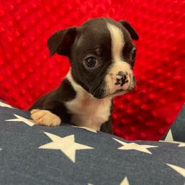 Tucker - Black and white male Boston Terrier puppy in Tampa, Florida from Bayshore Boston Terrier’s