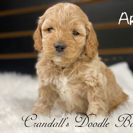 Cockapoo Puppies from Crandall’s Doodle Barn