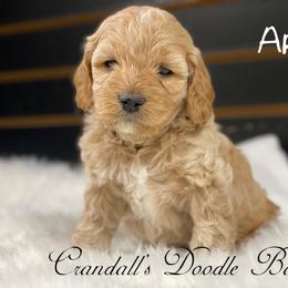 Cockapoo Puppies from Crandall’s Doodle Barn