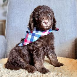 Chocolate Chip- Blue Collar - Chocolate male Goldendoodle puppy in Bay City, Texas from Charming Doods Goldendoodles