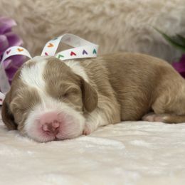 Egg Roll - Caramel male Australian Labradoodle puppy in La Plata, Maryland from Welcome Acres Labradoodles