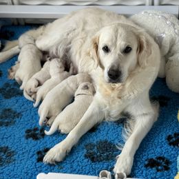 Golden Retriever Puppies from Lakemist Retrievers