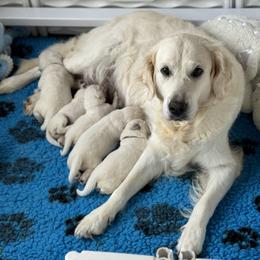 Golden Retriever Puppies from Lakemist Retrievers