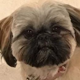Shih Tzus from K&T FURBABIES