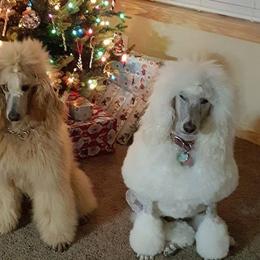 Poodles from Strut Your Stuff Standard Poodles