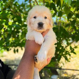 Golden Retriever Puppies from Bear State Golden Retrievers