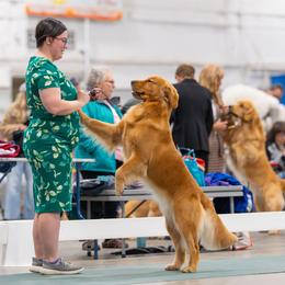 Golden Retrievers from Rock Canyon Goldens