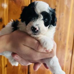 Bump - male Havapoo puppy in Natural Bridge, Virginia from Rockbridge Puppies