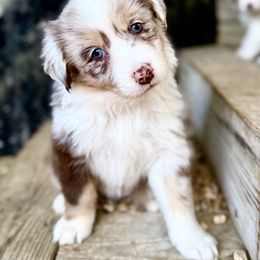 Nessie - Red merle female Australian Shepherd puppy in Putnam County, New York from Highland Haven Australian Shepherds