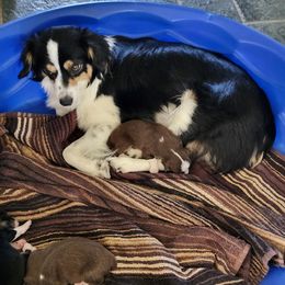 Miniature Australian Shepherd Puppies from Holy Ghost Ranch