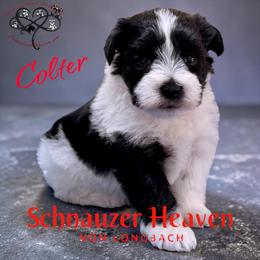 Colter AKC (blue collar) - Parti male Miniature Schnauzer puppy in Pelzer, South Carolina from Schnauzer Heaven Von Longbach