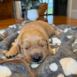 Brown boy - Golden male Golden Retriever puppy in Macy, Indiana from Macy Golden Meadows