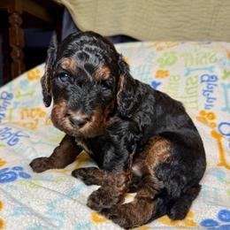 WILLOW - Phantom female Poodle puppy in Peyton, Colorado from Fuzzybottoms Ranch LLC