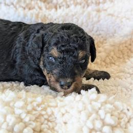 Zeta - Tri-color female Bernedoodle puppy in Sparta, Missouri from Sis' Doodles & Poodles