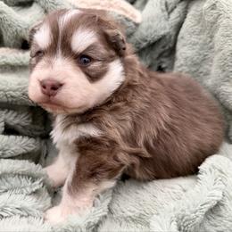 Danio - Chocolate male Pomsky puppy in Auburn, Washington from Periwinkle Pomskies