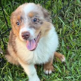 Oliver - Red merle male Toy Australian Shepherd puppy in Ambrose, Georgia from Brandilyn's Aussies