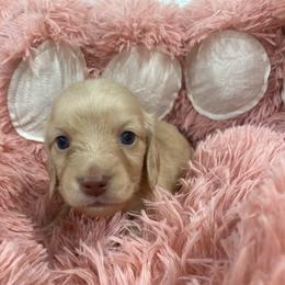 Mia 2800 - Cream female Dachshund puppy in Great Bend, Pennsylvania from Dashing Doxies