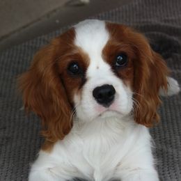 Bernedoodle, Cavalier King Charles Spaniel, and Cavapoo Puppies from Harper Haven Cavaliers & Doodles