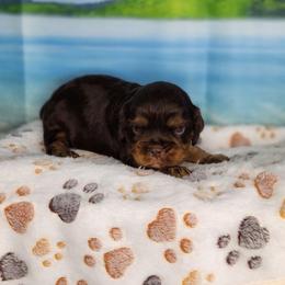 Cody - Chocolate male Cavalier King Charles Spaniel puppy in Marshfield, Missouri from Clearview Kennels