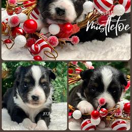(3) Mistletoe, BTF - Black tri female Miniature American Shepherd puppy in Huntington, Texas from JKKJ Farms