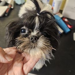 Stormy - Shih Tzu