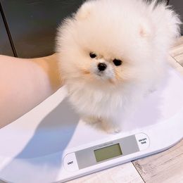 Dewey - Cream male Pomeranian puppy in Salem, Oregon from BP PUPS
