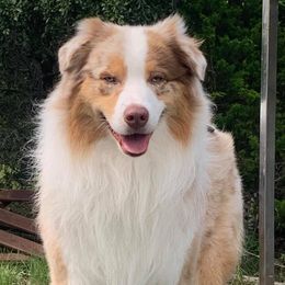 Australian Shepherds from SuperStar K9s